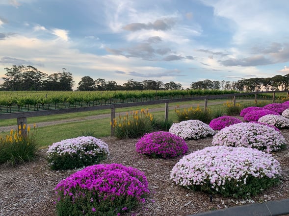 Our gorgeous view of the vineyard