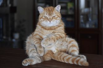 cute-ginger-cat